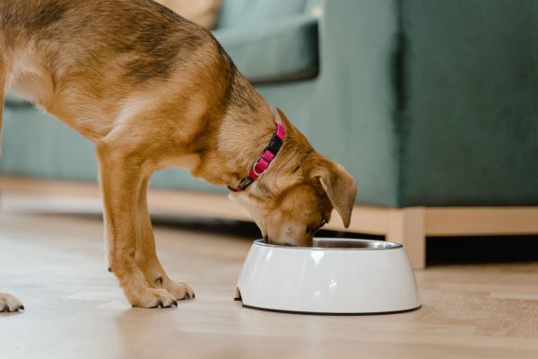L'alimentation du chien : conseils pour une santé optimale